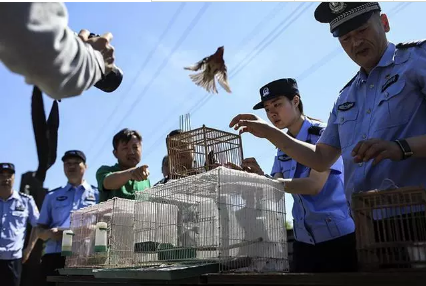 保護候鳥|躍迪移動警務室——北京首個濕地移動森林警務執(zhí)法站